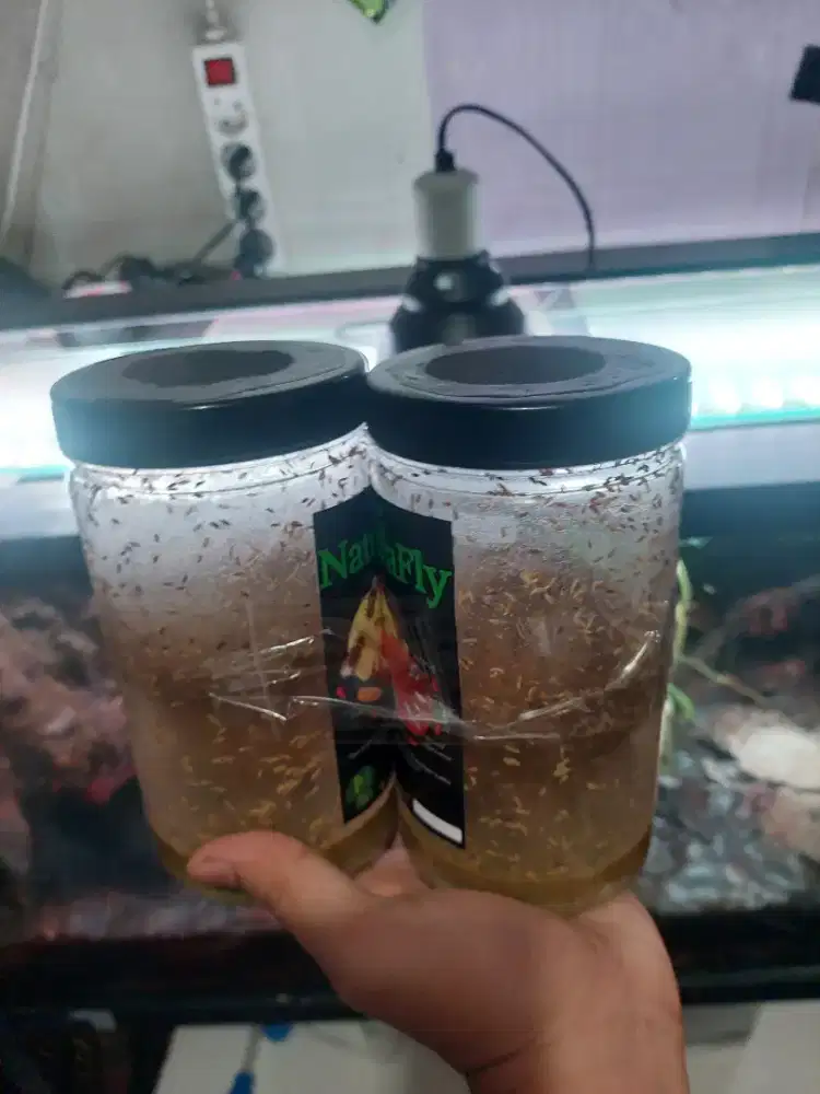 Pakan Reptil makanan Dartfrog katak lalat buah fruit fly