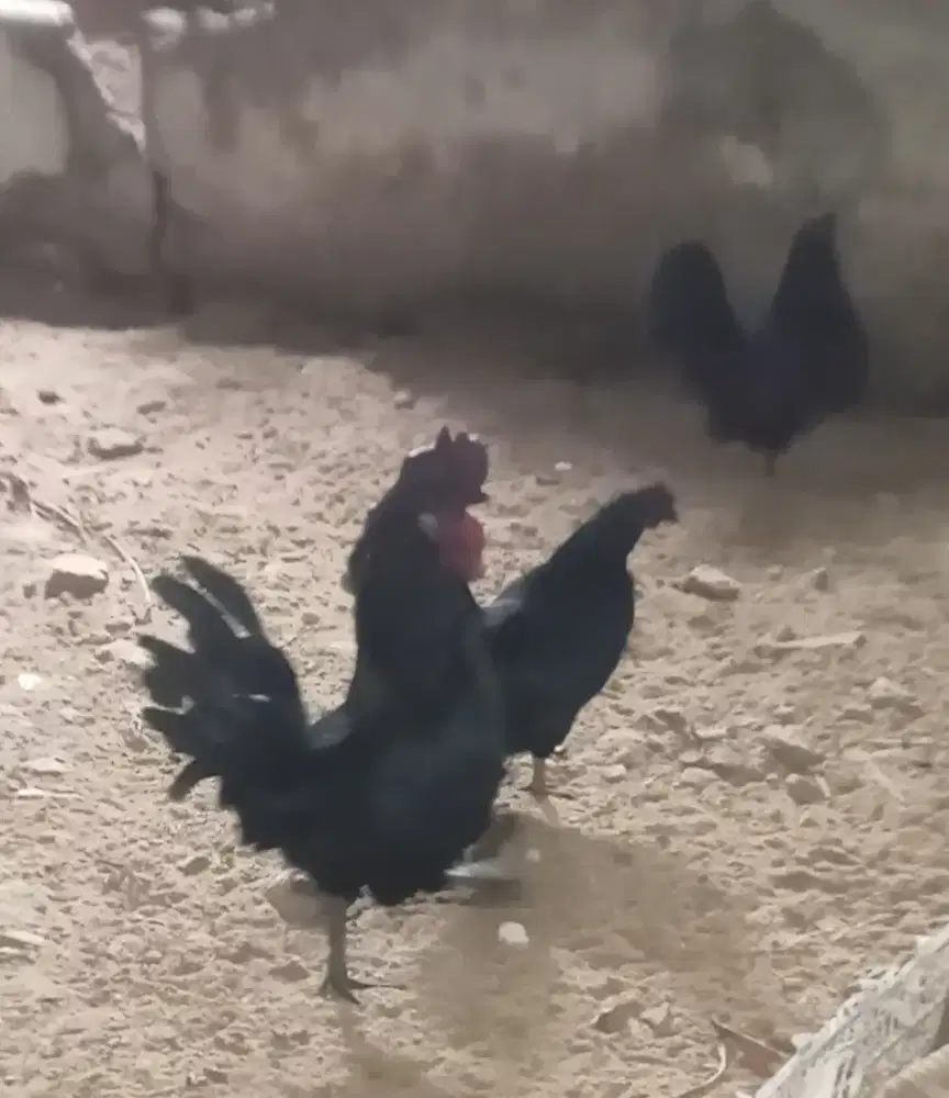 Ayam kate (turunan cemani) sepasang