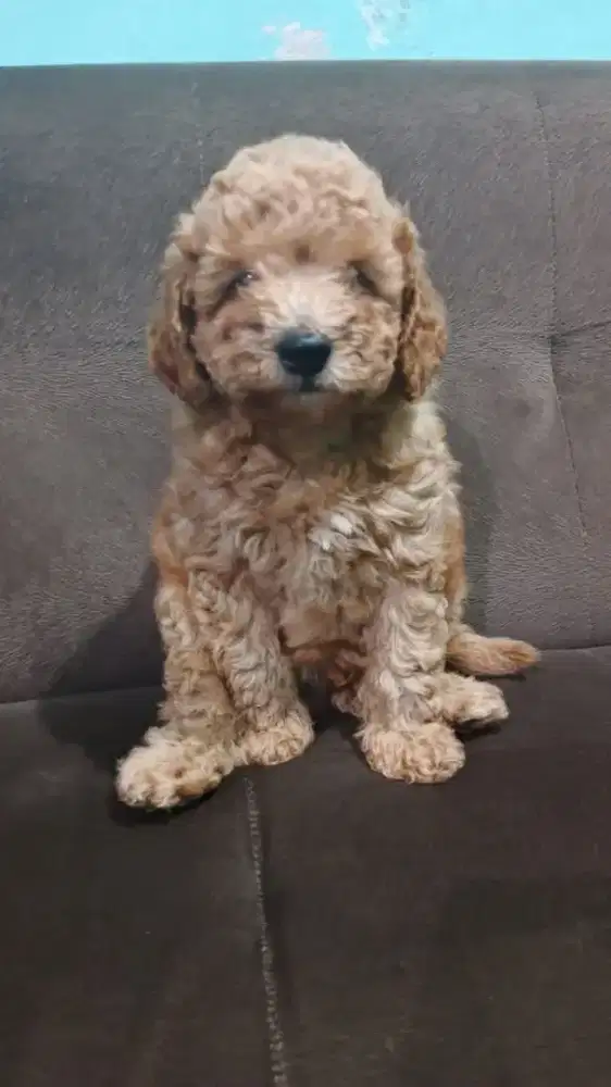 Anakan Anjing Puppies Puppy Poodle Apricot