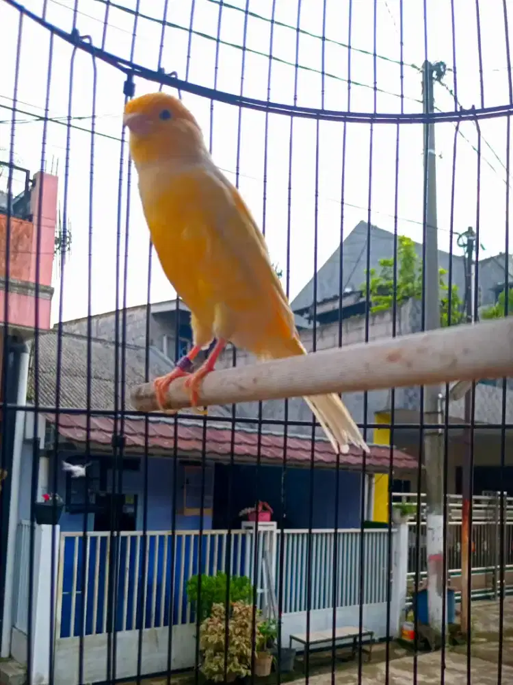 KENARI WARNA KUNING CERAH JANTAN BUNYI