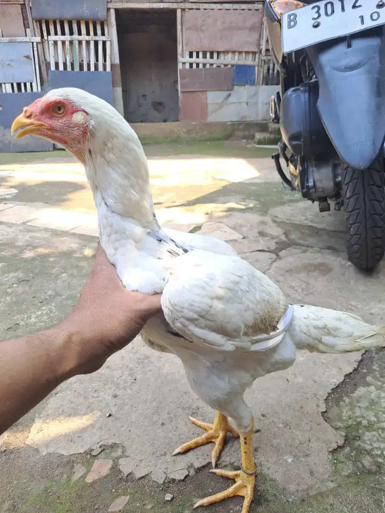 Ayam betina plucker