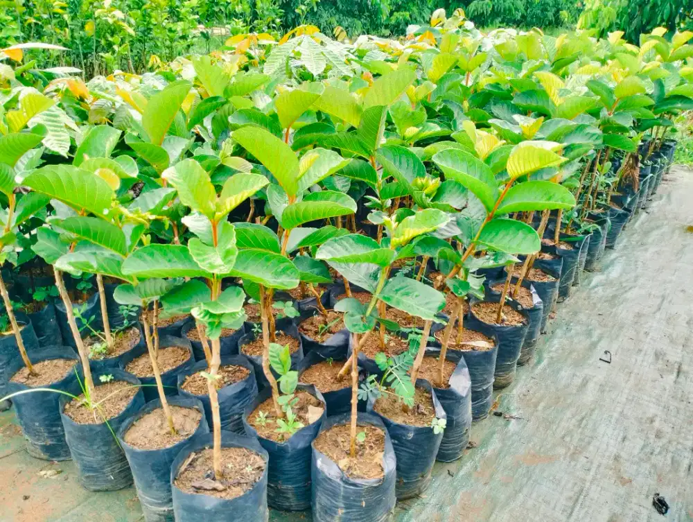 Bibit jambu kristal merah