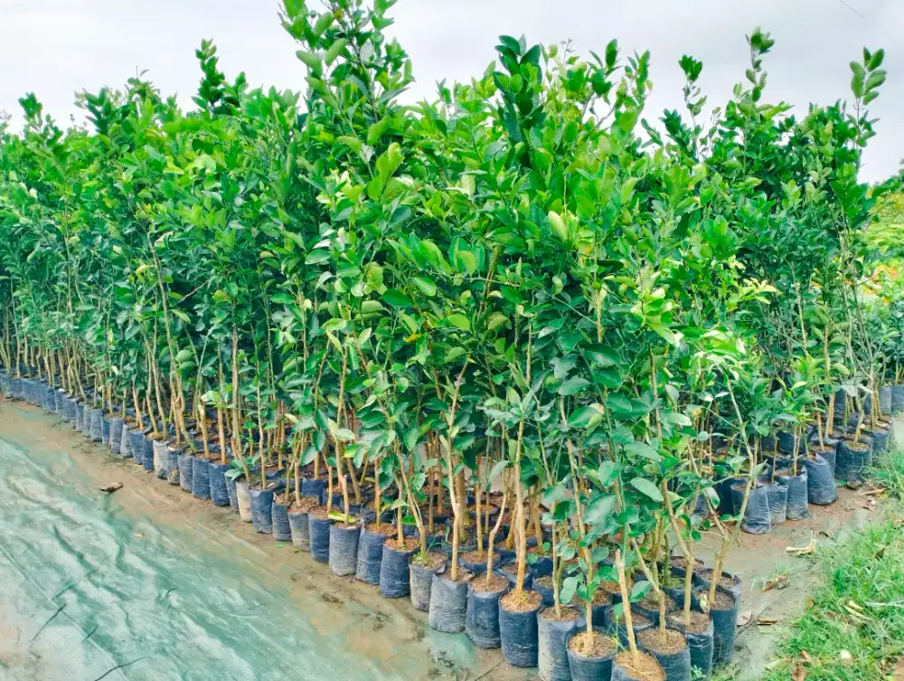 Bibit jeruk nipis atau warangan