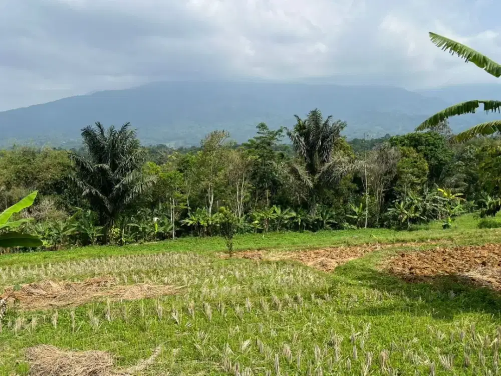 Dijual Murah Tanah Sawah 6462 m2 View Bagus di Bojong Purwakarta