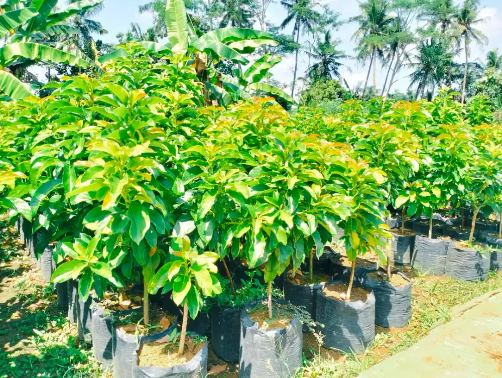 Bibit Alpukat Lilin Singkawang Polybag 40*40