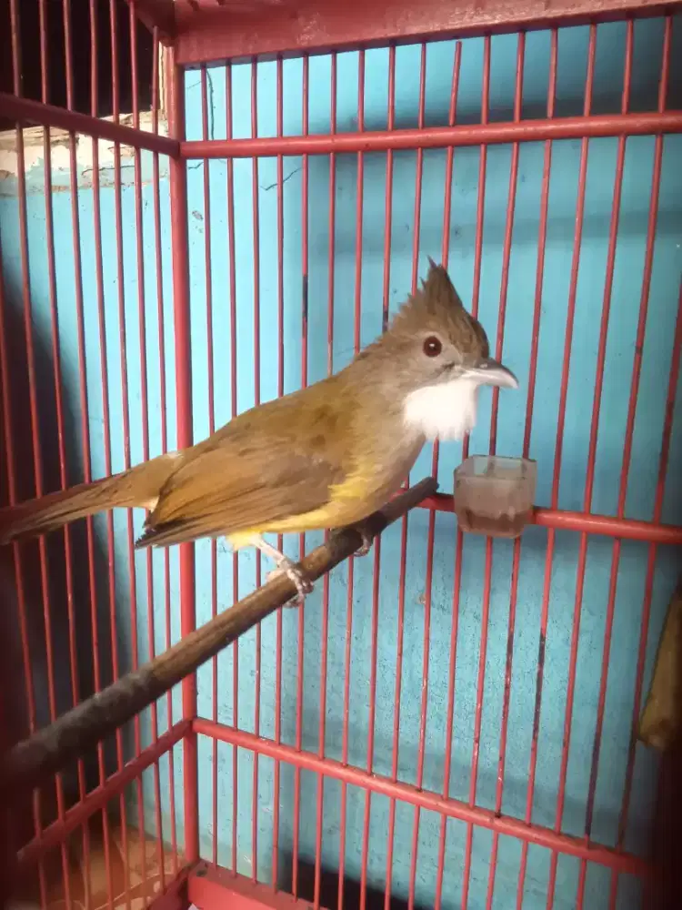 Cak jenggot priangan