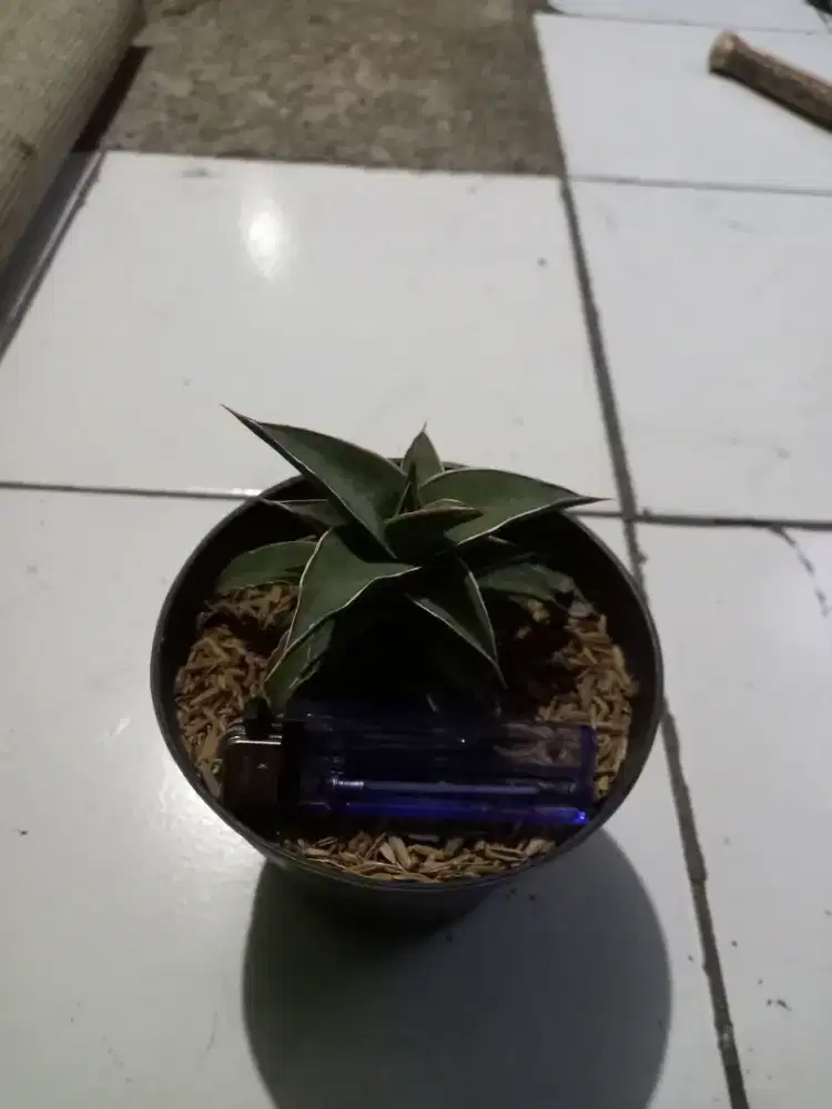 Tanaman hias sensivera