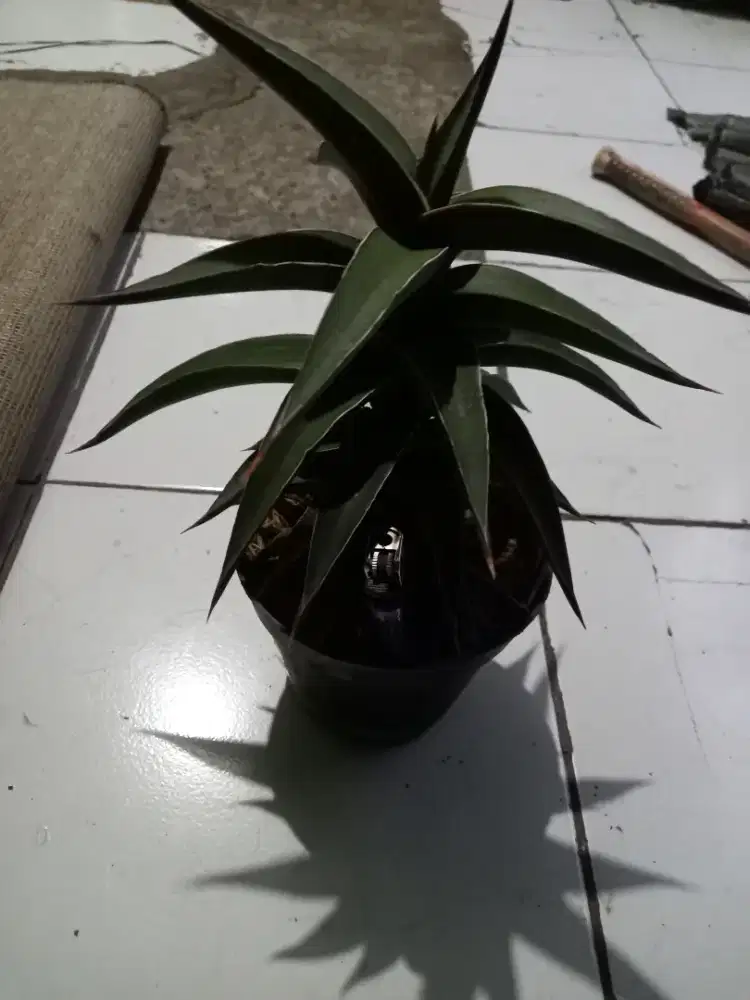 Tanaman hias sensivera