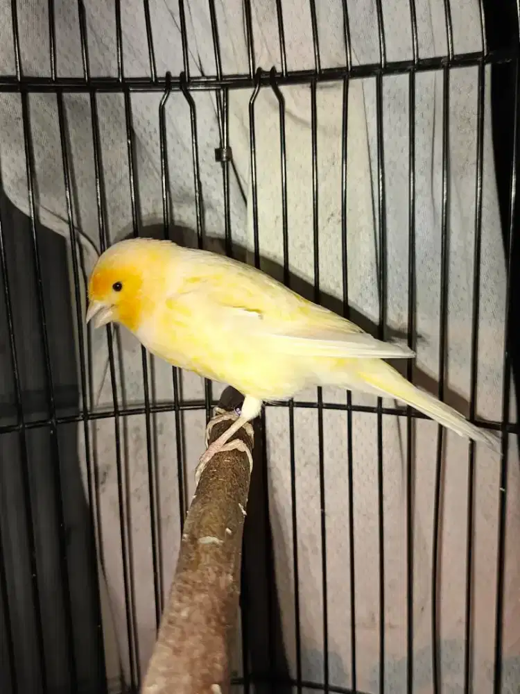 Kenari AFS bodi besar