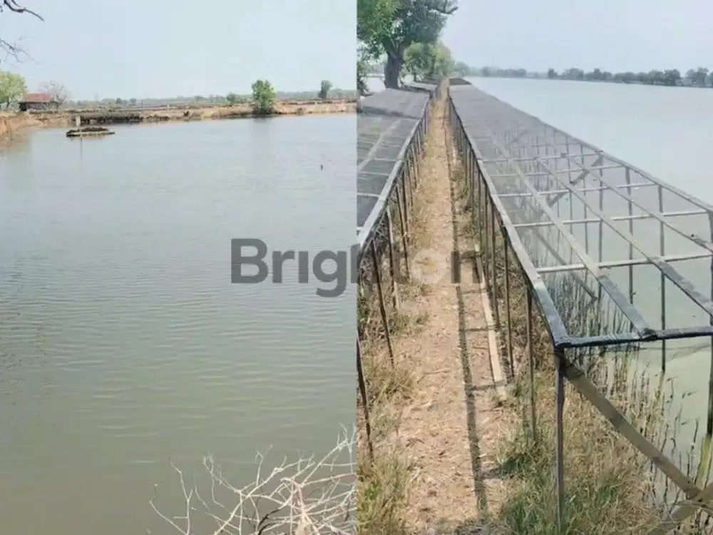 Lahan Tambak 30 Hektar Auto Cuan Bisnis Prospek Mantap Sidoarjo Jawa Timur