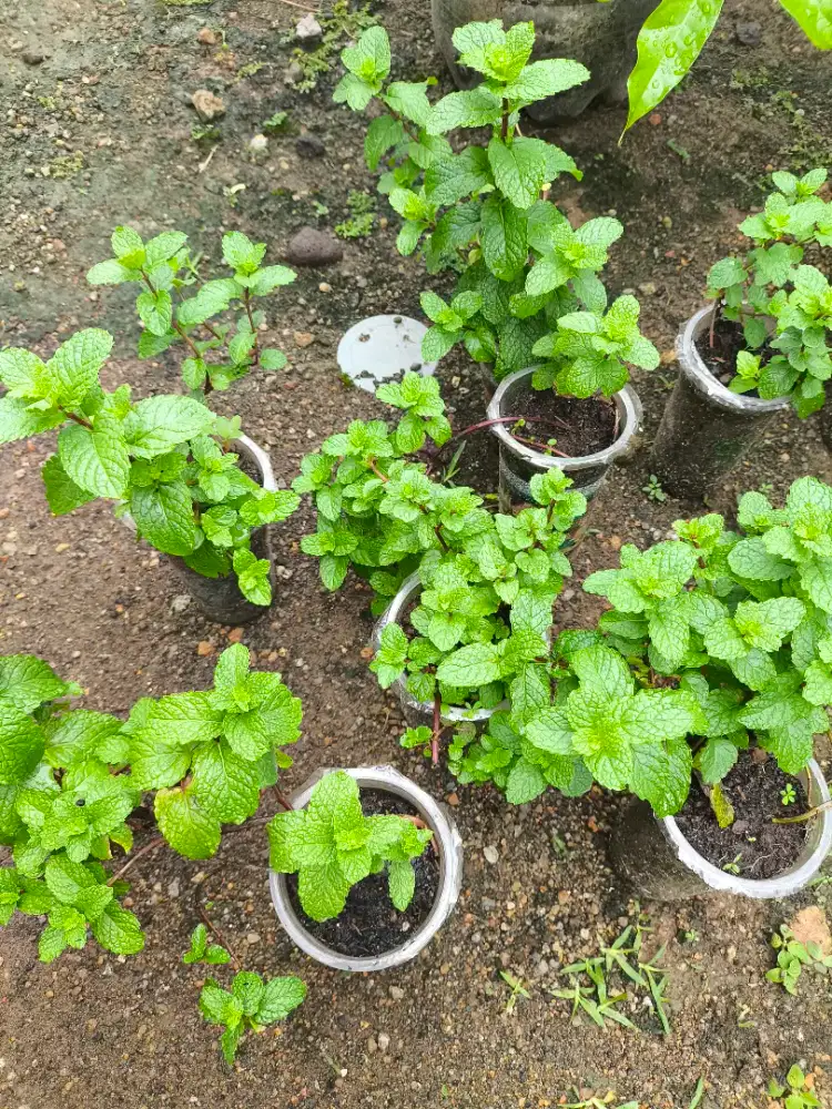 Tanaman Bibit Mint Strong Beli 2 Gratis 1