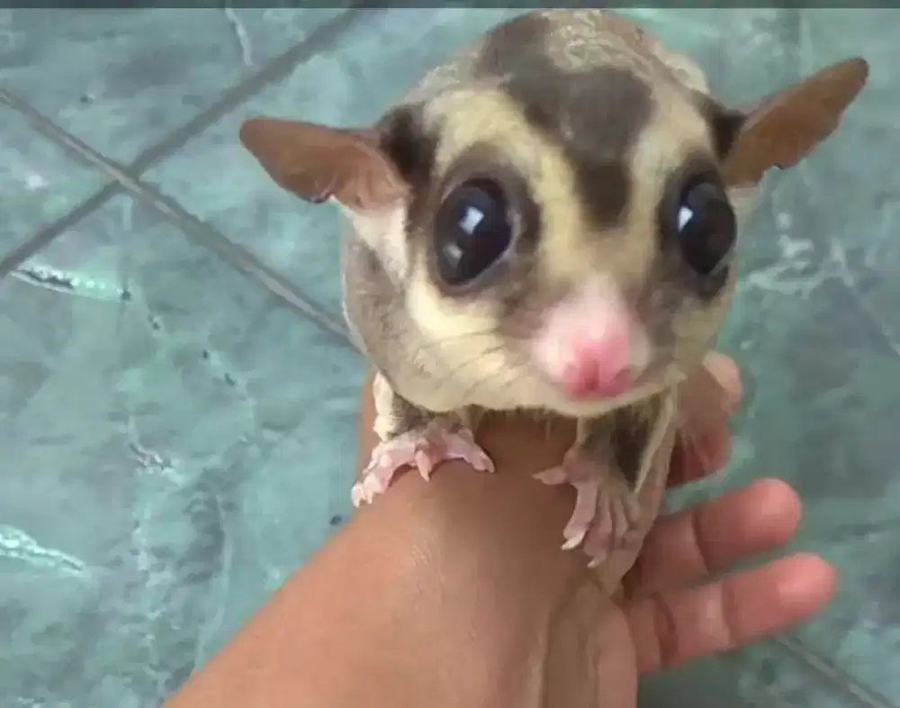 Sugar glider jantan