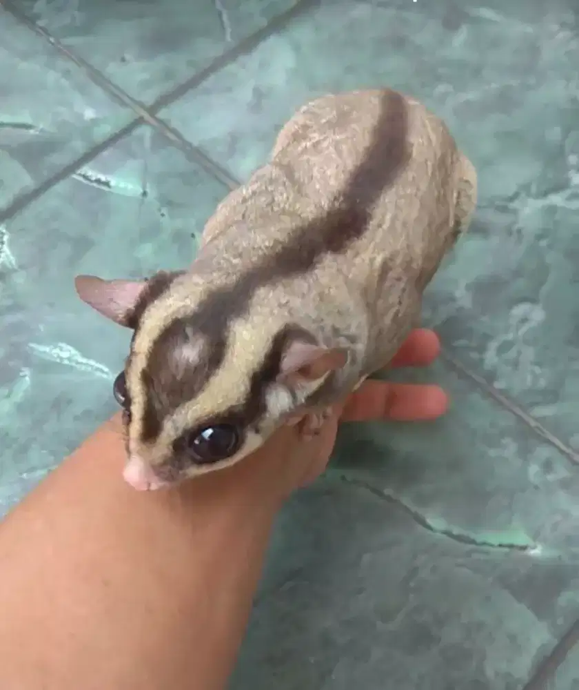 Sugar glider jantan
