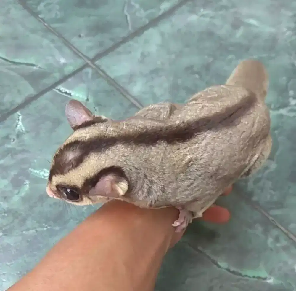 Sugar glider jantan