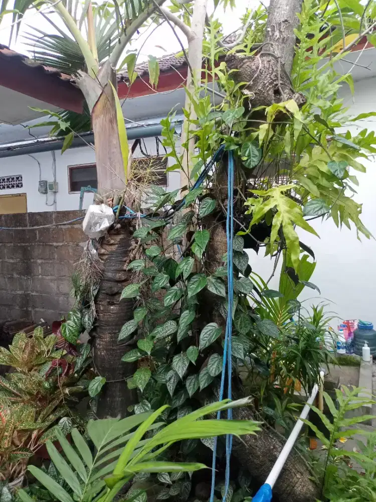 Palem Botol & Kamboja wangi