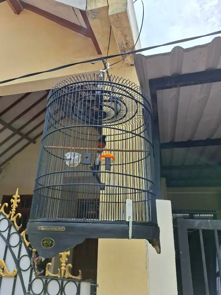 Murai Medan Gacor Fighter