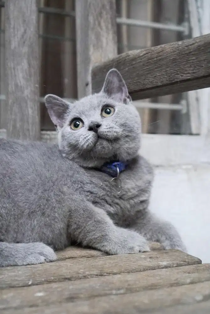 Kucing British Shorthair BSH British Short Hair Kitten Purebreed