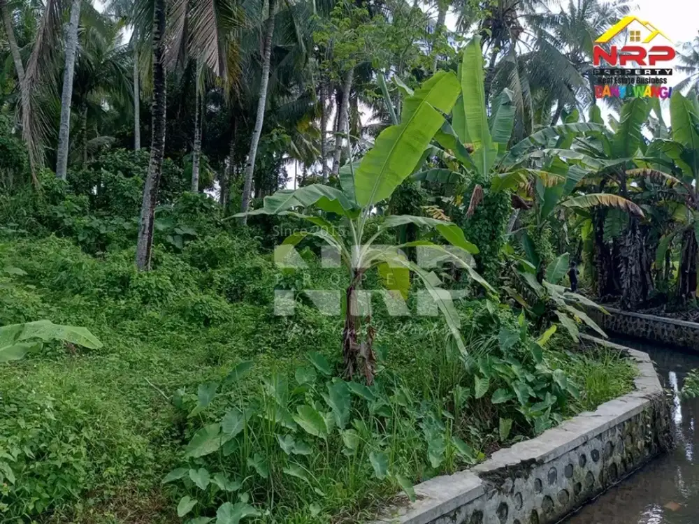 Dijual tanah kebun di desa Dadapan Kabat Banyuwangi