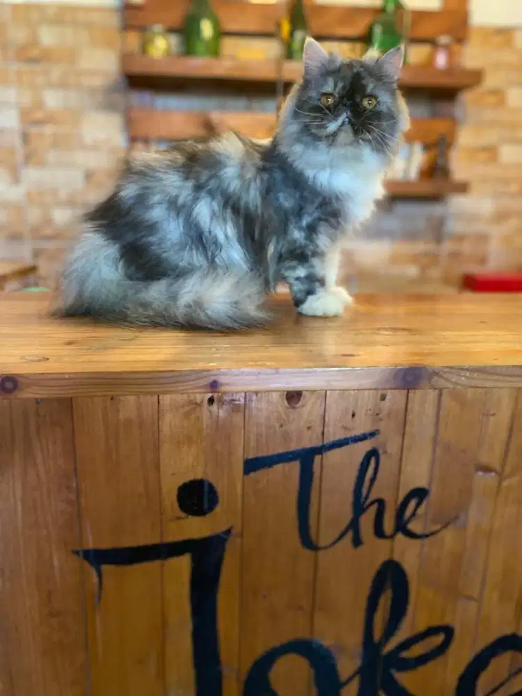 kucing persia peaknose