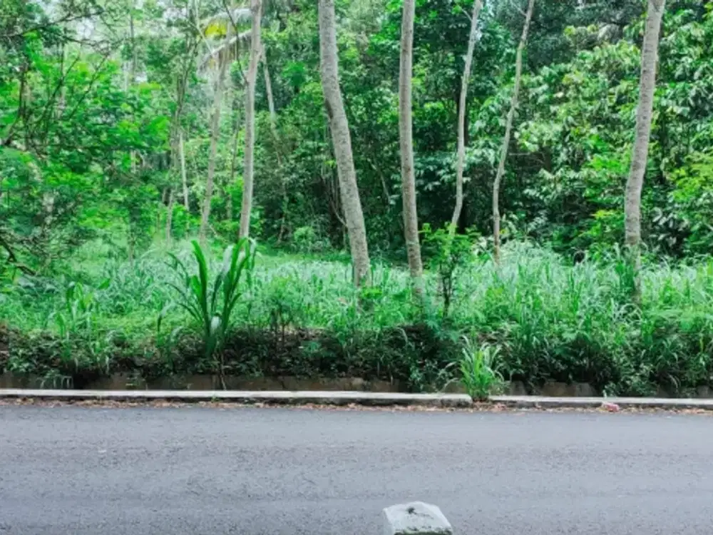 Dijual tanah tegalan 2384m di klaten barat ld 14m