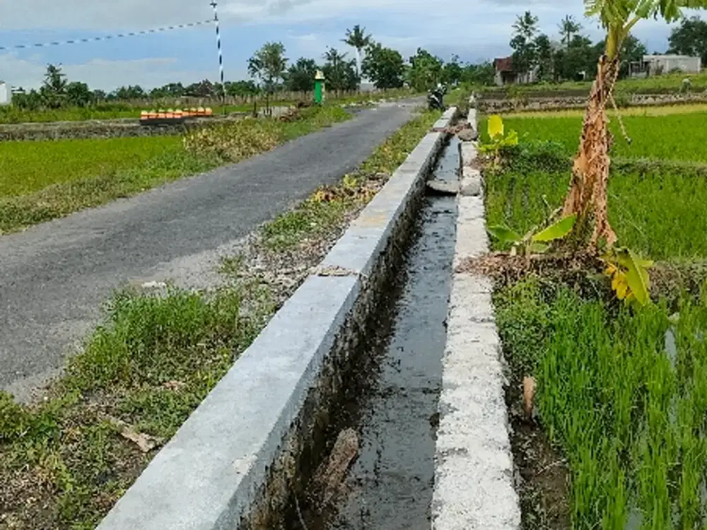 Dijual sawah zona kuning di sleman kalasan 4900m