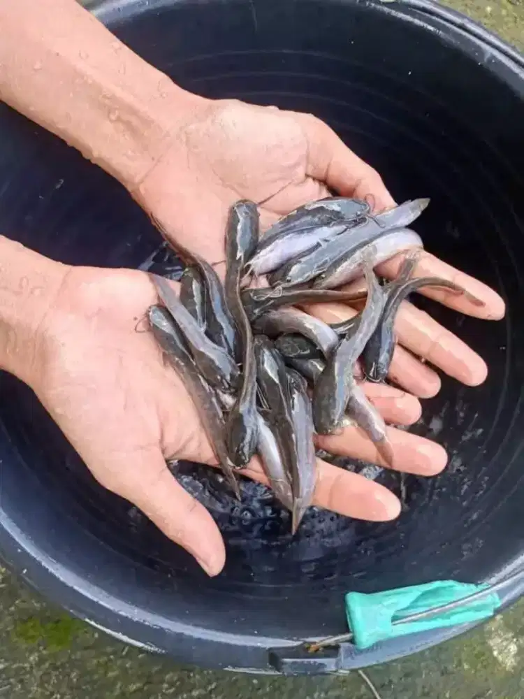 paketan bibit ikan lele siza 8-9cm isi 50ekor
