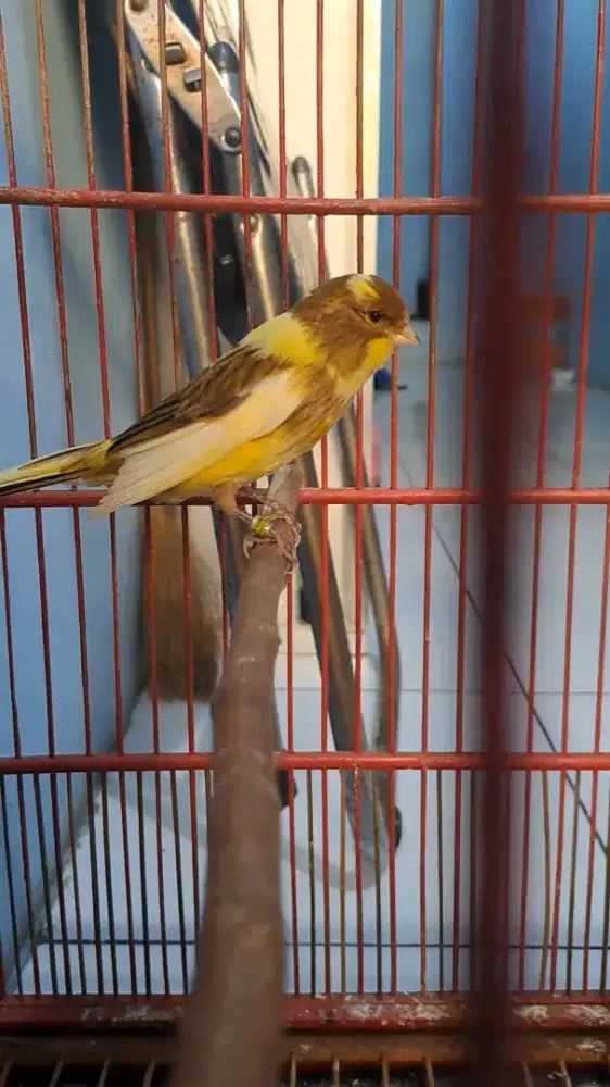 Burung Kenari F1 big