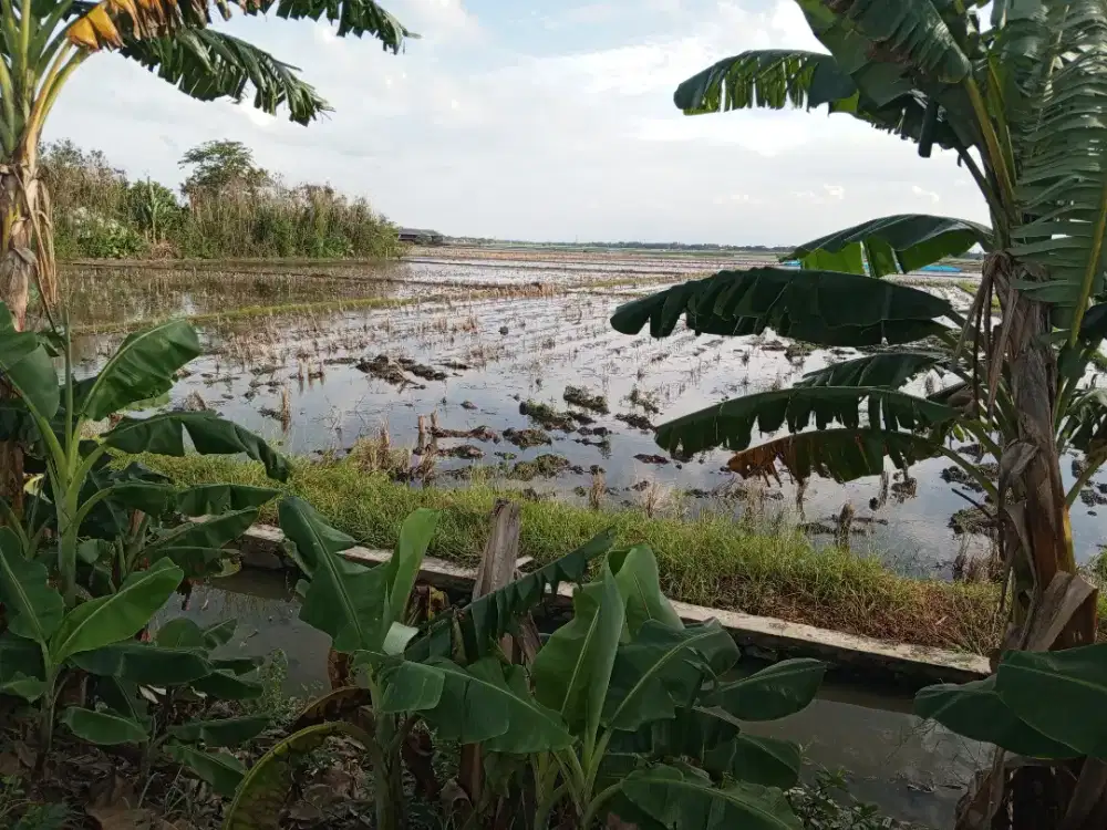 Tanah sawah murah bisa tempo
