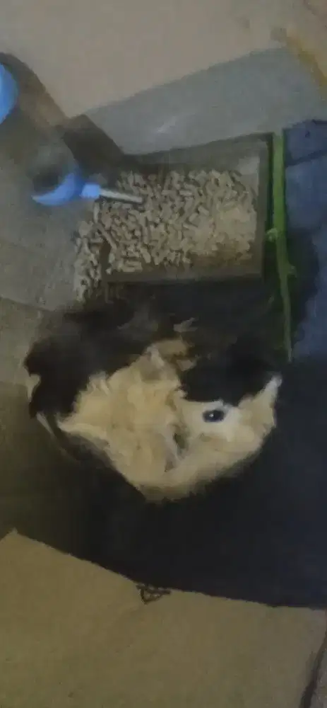 MARMUT PELIHARAAN RUMAH