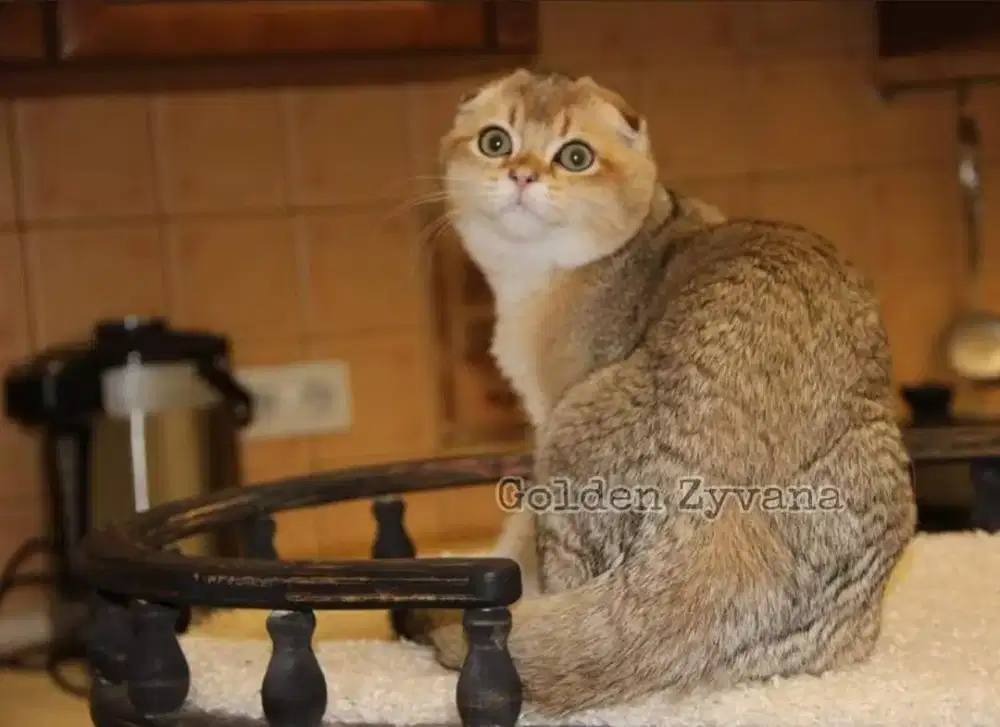 scottish fold golden pacak kawin