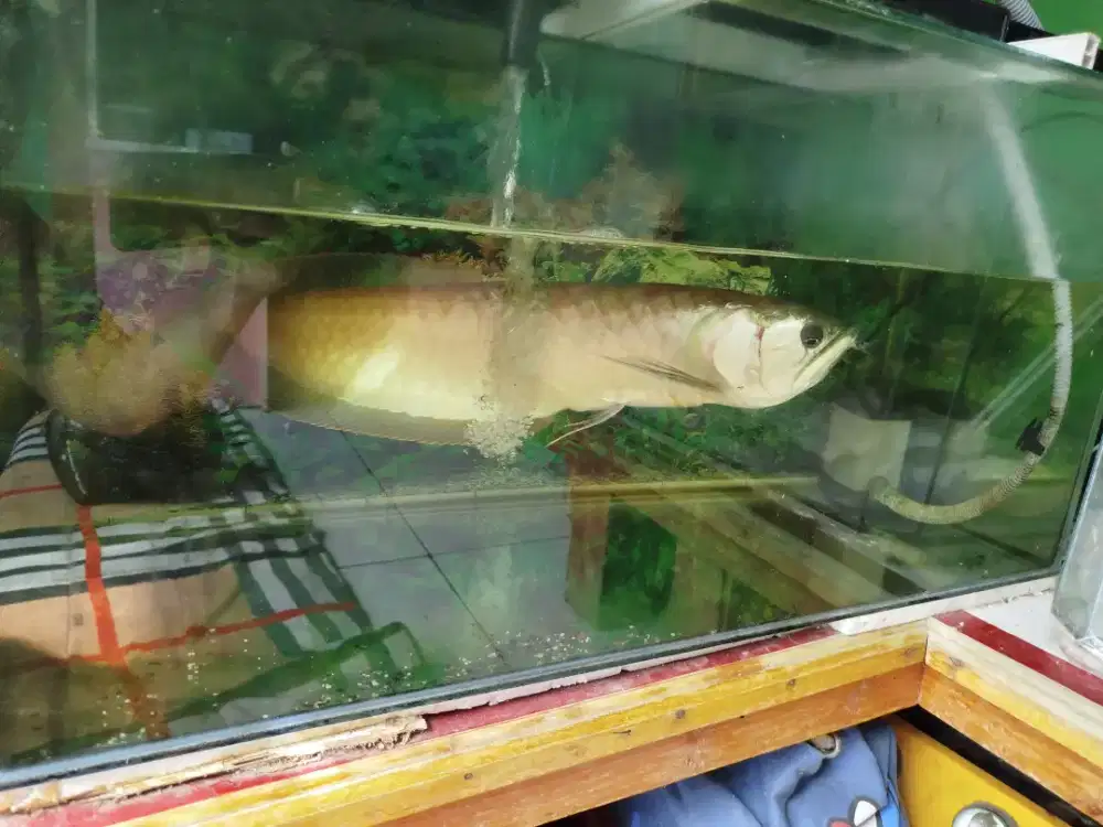 Ikan Arwana silver red + aquarium + mesin dan filter