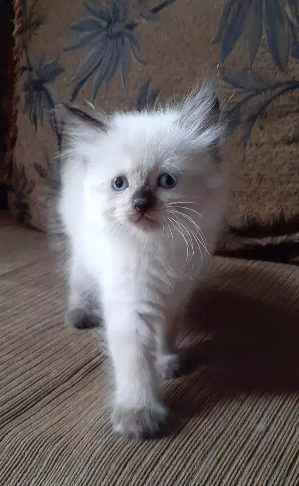 Kitten himalaya persia