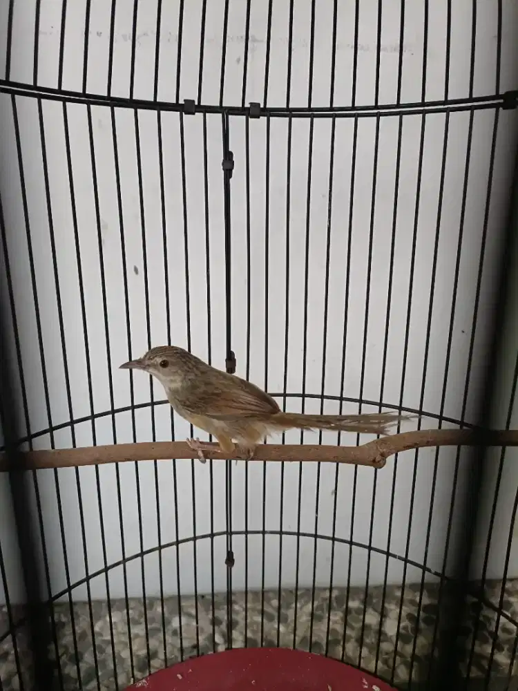 Ciblek gunung ngebren