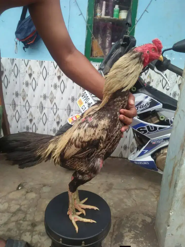 Ayam Bangkok, pakhoy, Pamangon..