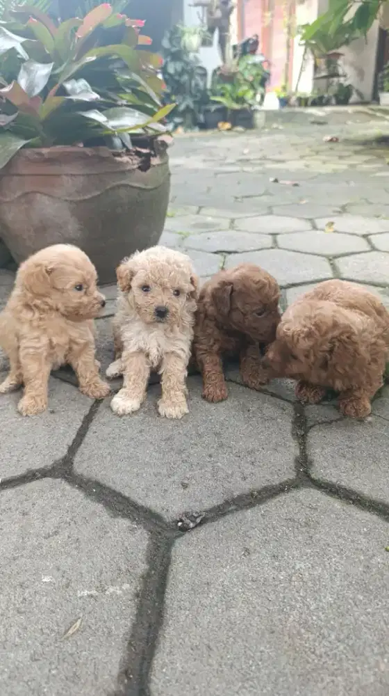 Toy tiny poodle open booking