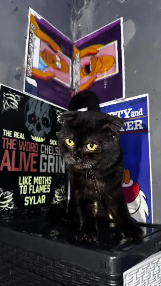 Scottish Fold Jantan