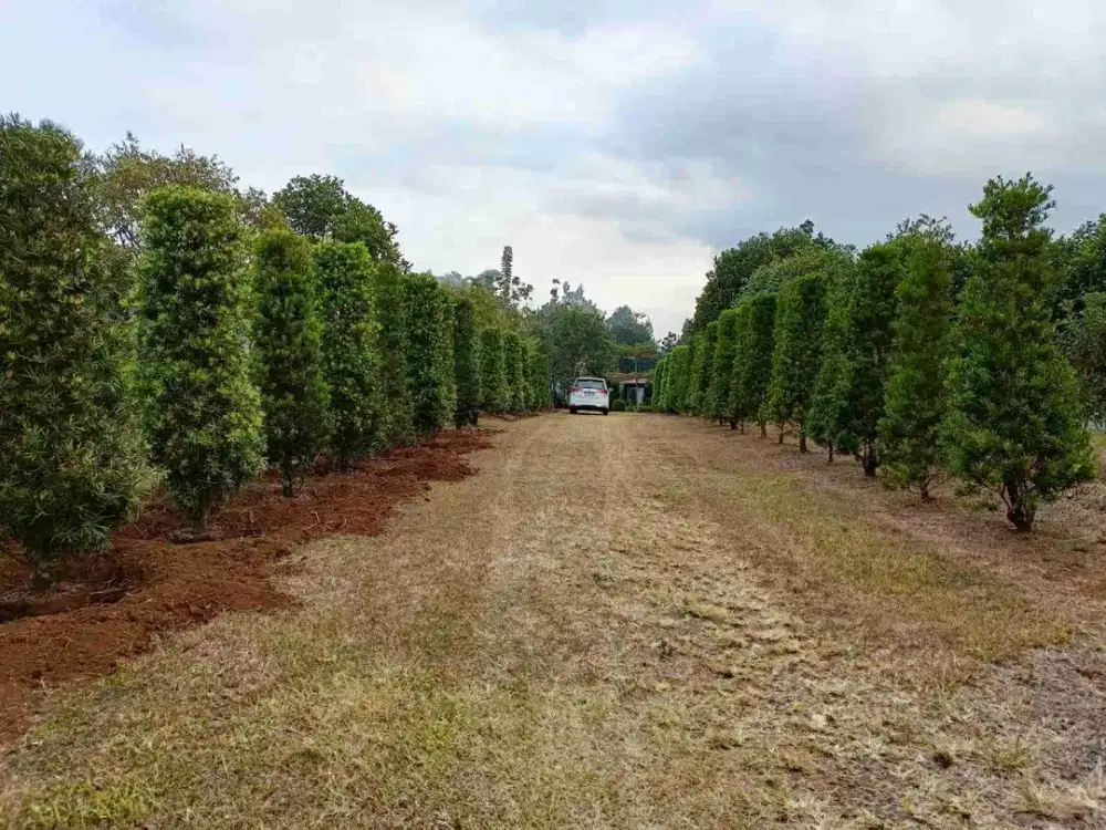Kebon Durian dan Alpukat Enak di Sukabumi dekat Tol