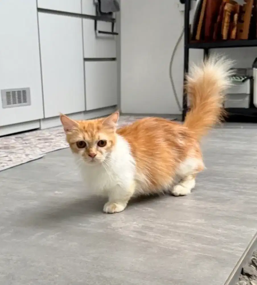 Munchkin Betina Proven