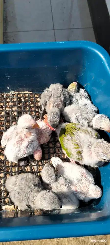 Lolohan lovebird dan parkit/jinakan