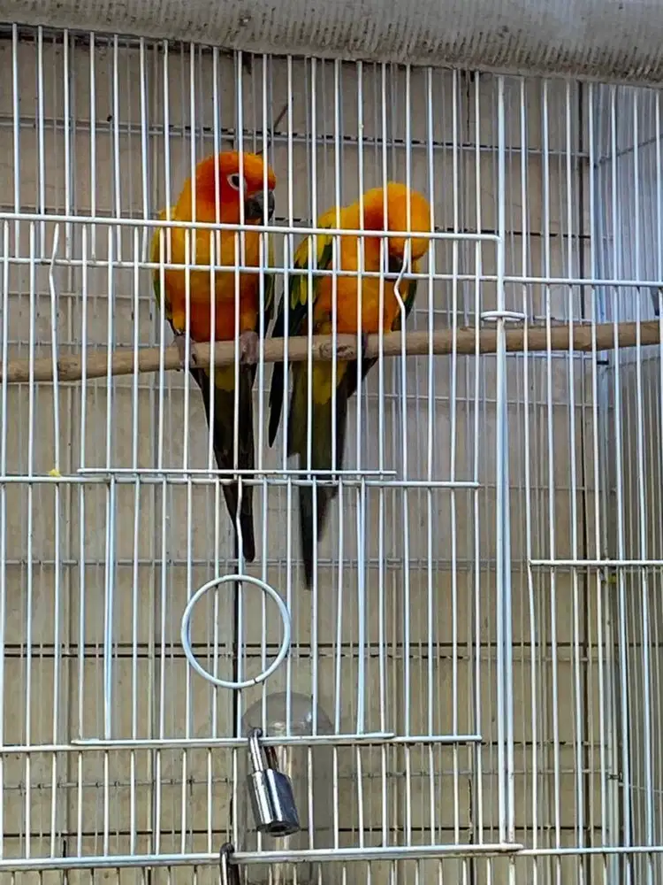 2 ekor Sun conure dewasa