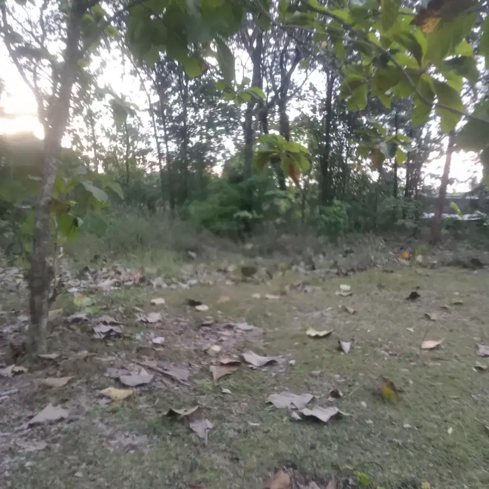 Dijual tanah sangat  Murah