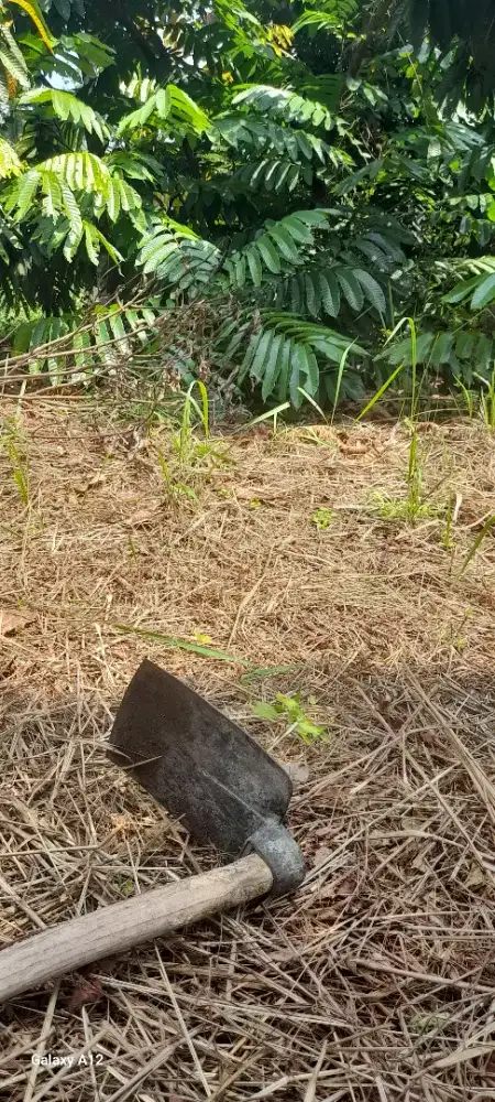 Tanah Kebun Isi Bibit Pohon Produktif Siap panen, masuk mobil