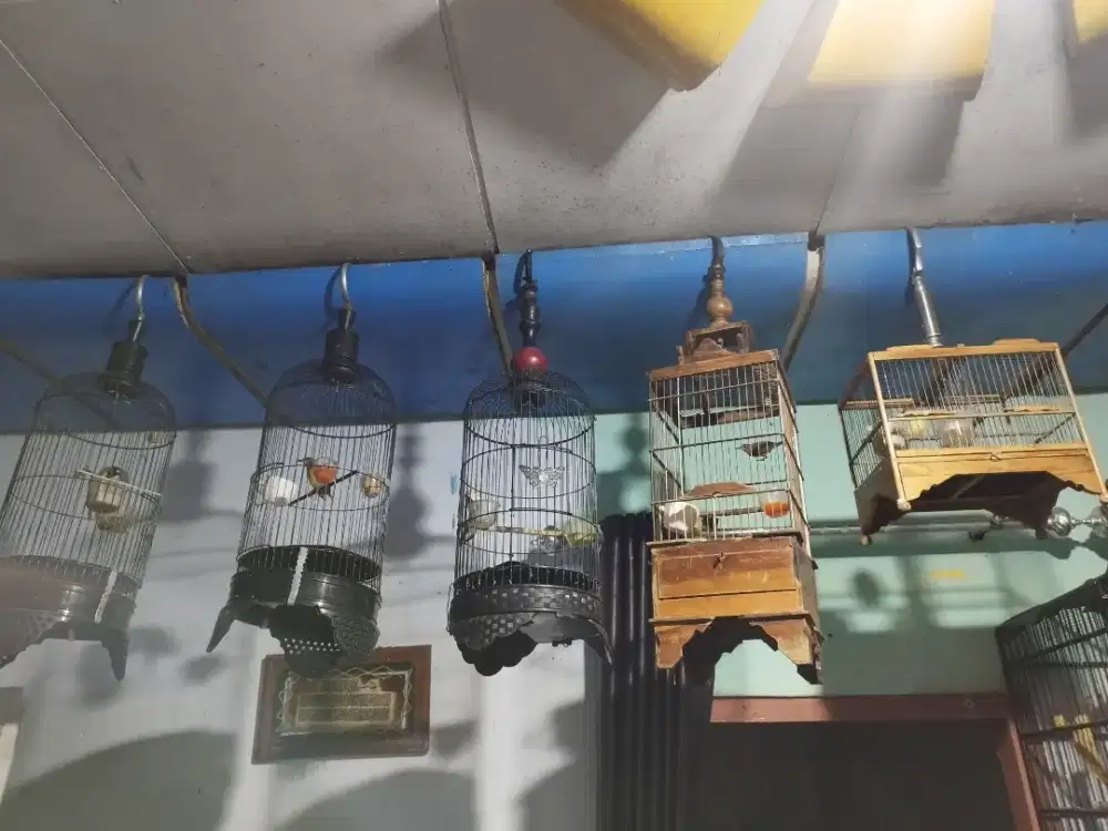 Burung kecil borongan nego