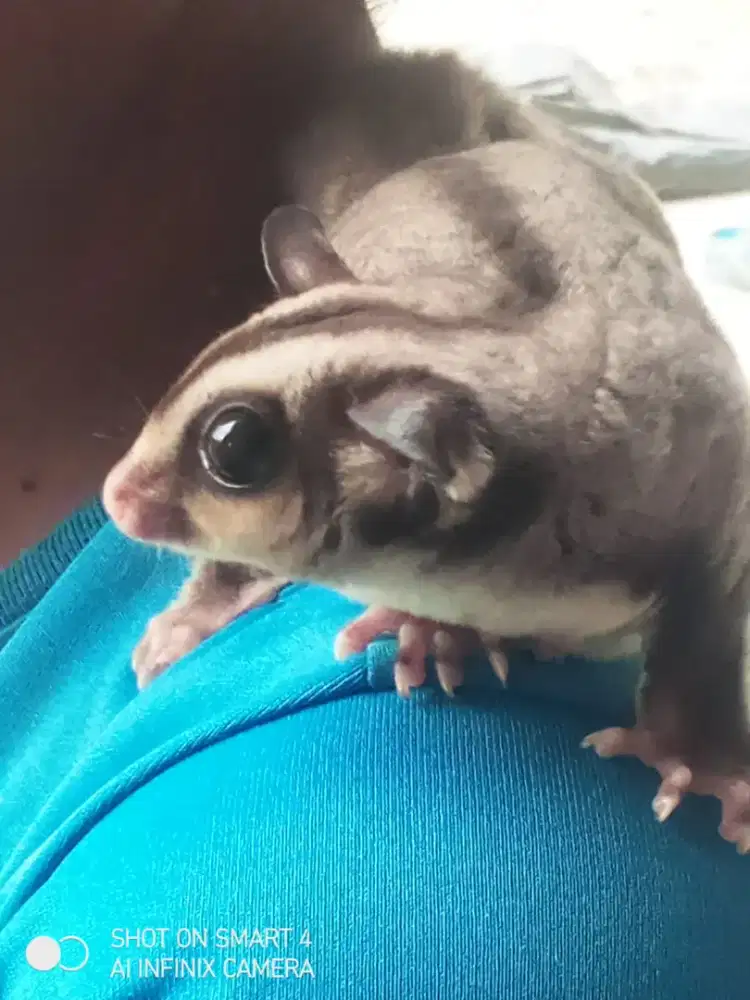 Sugar Glider Tipe Classic Grey