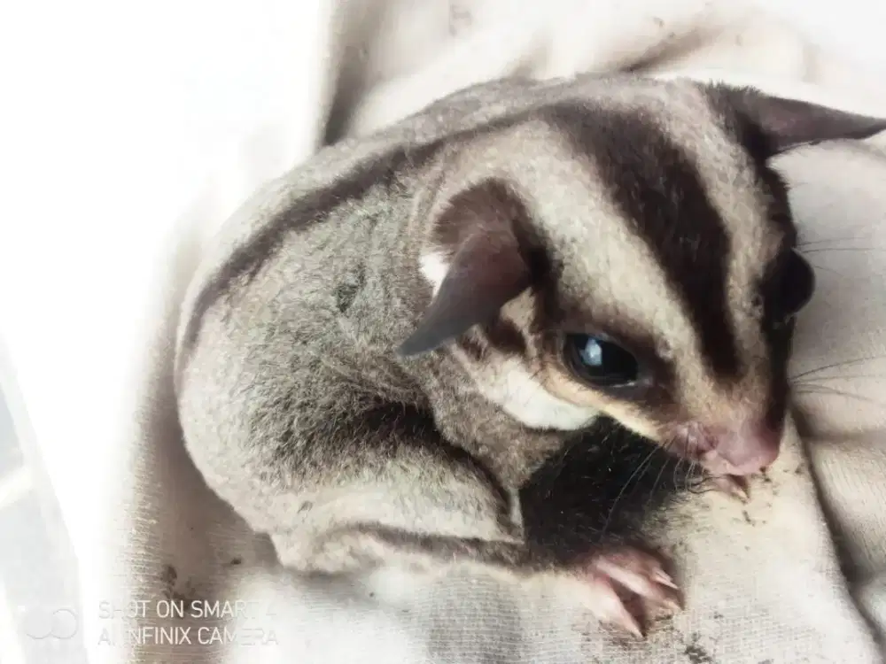 Sugar Glider Tipe Classic Grey