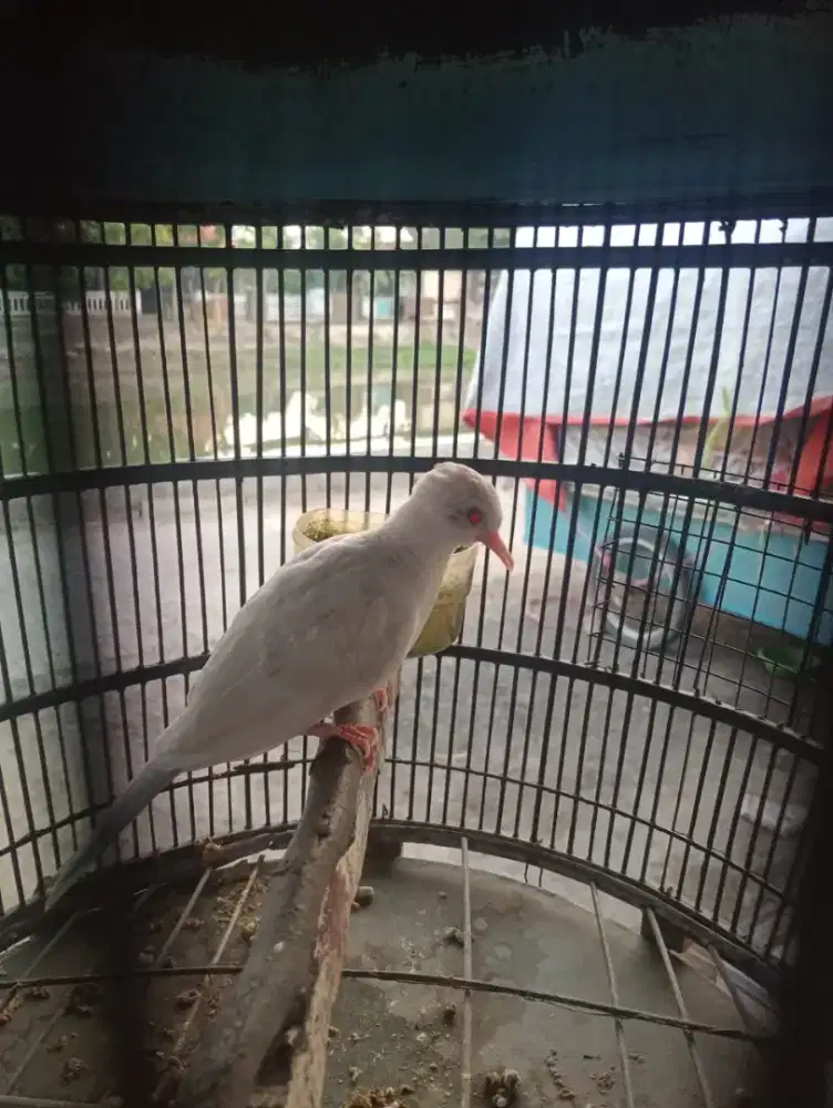 Perkutut putih mata merah