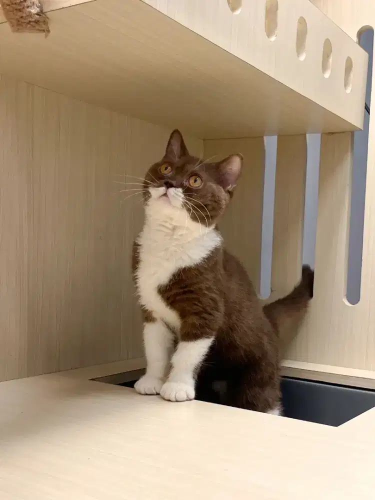 KITTEN BRITISH SHORTHAIR PURE CHOCO BICOLOUR SUDAH VAKSIN
