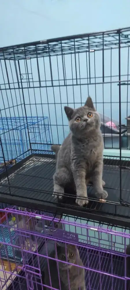 KITTEN BRITISH SHORTHAIR BETINA PURE 100% GARANSI