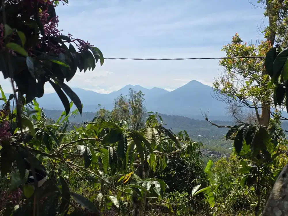 Dijual tanah kebun kopi view gunung dan lembah di bali
