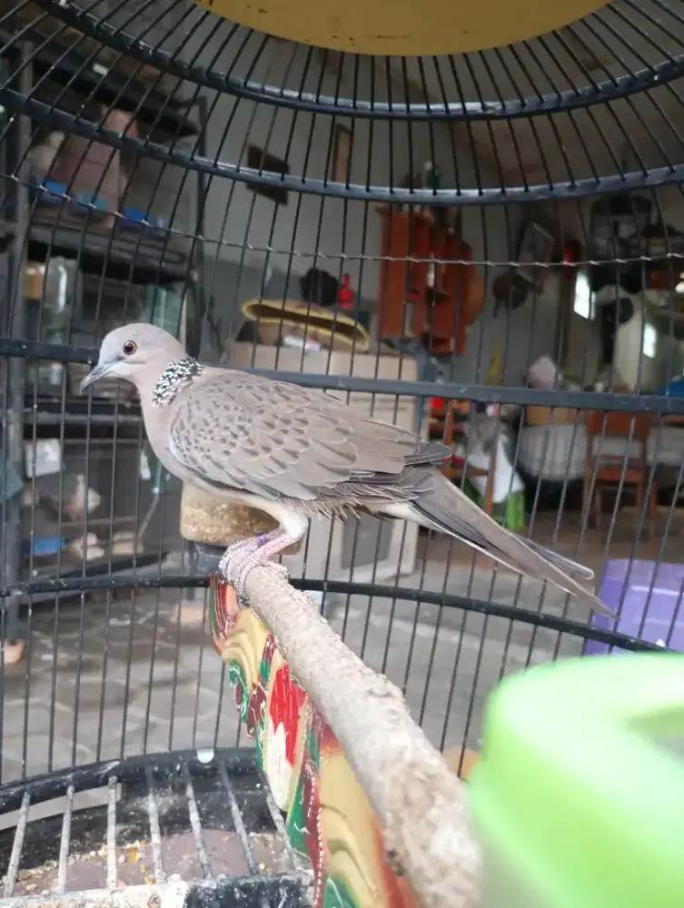 Tekukur Derkuku Kelantan